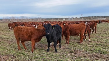 Una alianza cooperativa invierte en Río Negro: compraron un campo de 1.400 hectáreas en Guardia Mitre