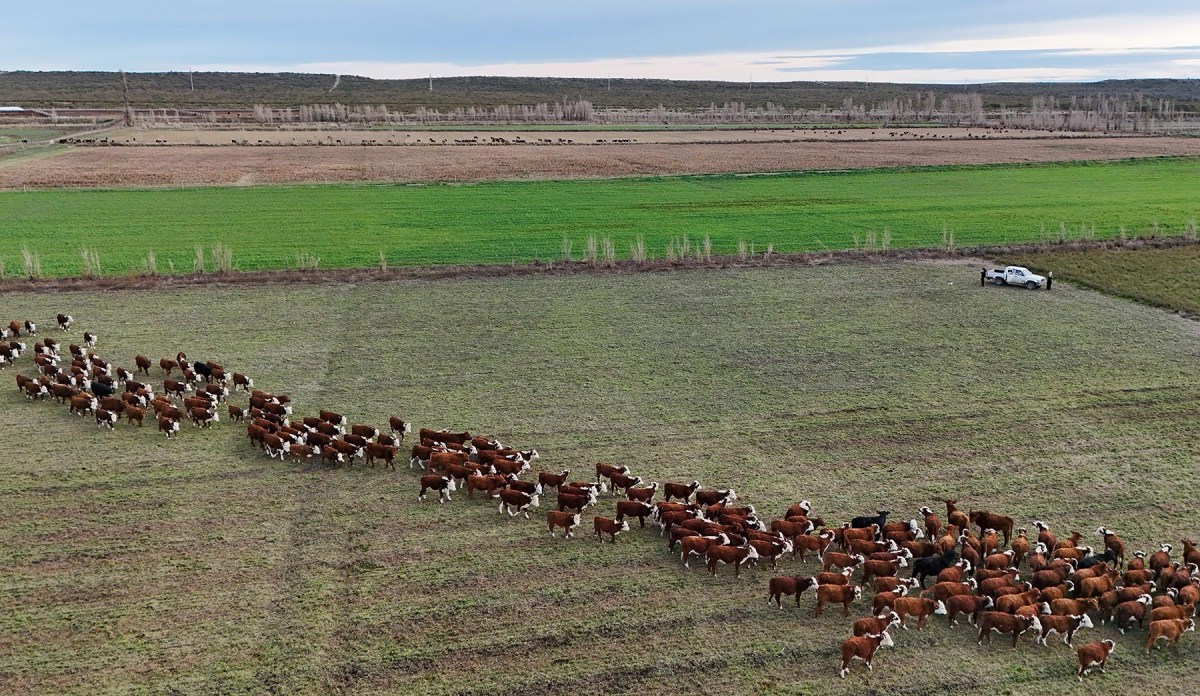 Los animales en hilera y los lotes verdes, imágenes elocuentes del orden que logró Jorge en la chacra en Río Negro.