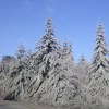 Imagen de La revancha verde: el fenómeno que duplicó el crecimiento de los árboles tras la erupción del cordón Caulle Puyehue