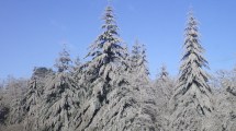 Imagen de La revancha verde: el fenómeno que duplicó el crecimiento de los árboles tras la erupción del cordón Caulle Puyehue