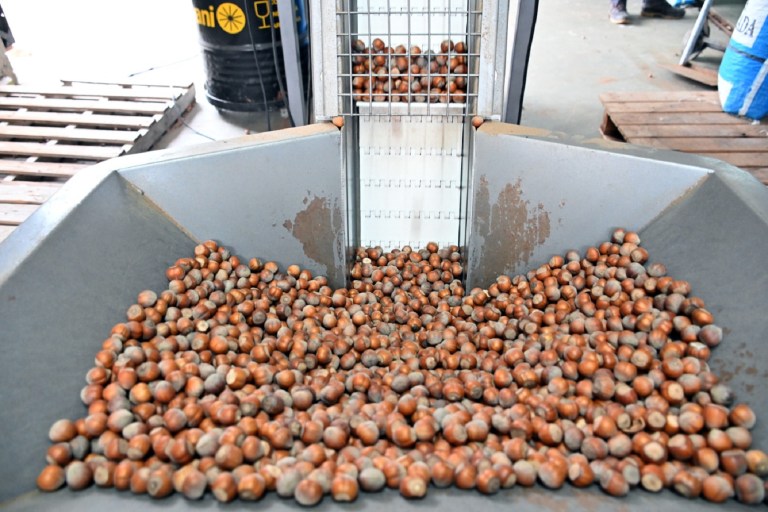 De las trufas a las avellanas: la apuesta que rindi&oacute; en R&iacute;o Negro