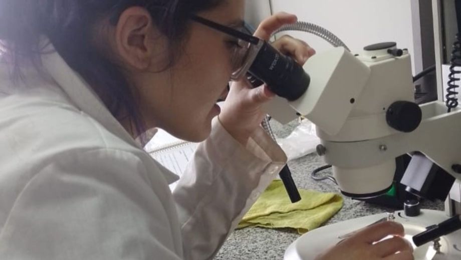 Con la colección de cristales óticos se trabaja en una base de datos de peces del río Negro. Foto: gentileza.