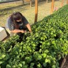 Imagen de Plantines de batata en Río Colorado: una experiencia colectiva que busca fortalecer la producción local