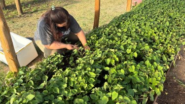 Plantines de batata en Río Colorado: una experiencia colectiva que busca fortalecer la producción local