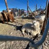 Imagen de Agro y servicios petroleros: impulsores en Catriel de un dinamismo compartido