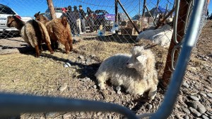 Agro y servicios petroleros: impulsores en Catriel de un dinamismo compartido