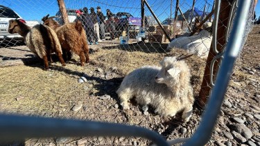 Agro y servicios petroleros: impulsores en Catriel de un dinamismo compartido