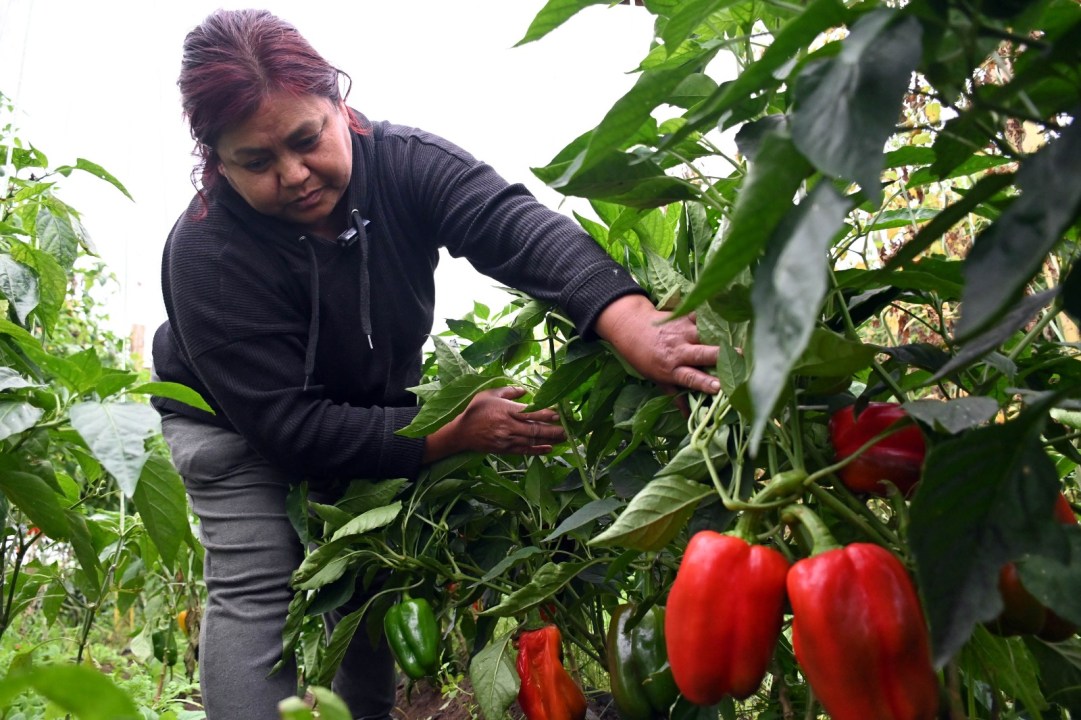 El invernadero es el corazón del emprendimiento de Norma, donde cultiva verduras que luego comercializa en la feria municipal de Viedma. Foto: Marcelo Ochoa.