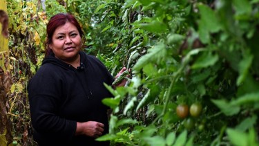 Llegó desde Salta sin experiencia en el campo y hoy produce alimentos en un invernadero de la Patagonia