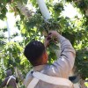 Imagen de Emergencia frutícola: alivio financiero para productores con prórroga de créditos en Río Negro