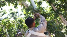 Imagen de Emergencia frutícola: alivio financiero para productores con prórroga de créditos en Río Negro