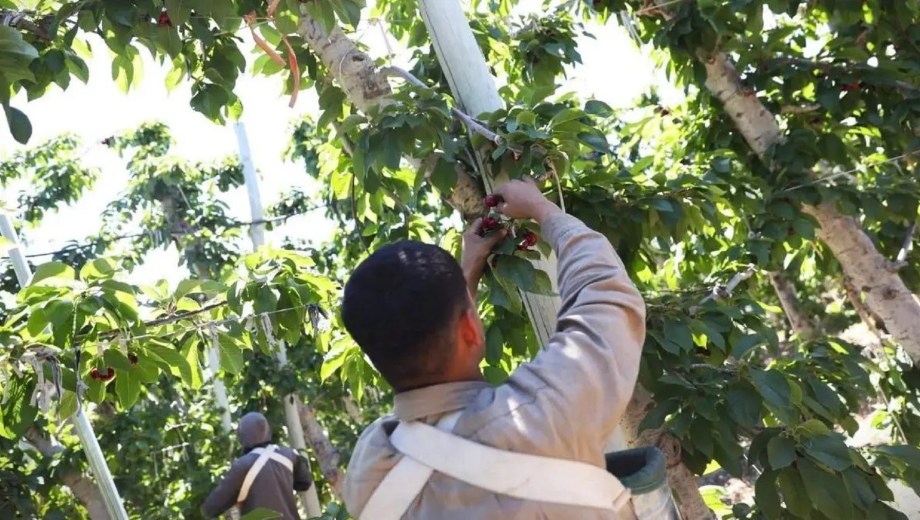 Productores frutícolas de Río Negro recibirán alivio financiero tras la prórroga de líneas de crédito. Foto: gentileza.