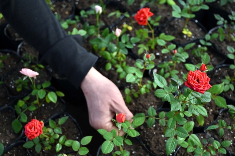 De tomates a flores: la reinvención de una familia pionera