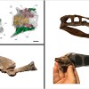 Imagen de Megaraptor: se reveló por primera vez el cerebro de uno de los dinosaurios más enigmáticos de la Patagonia  