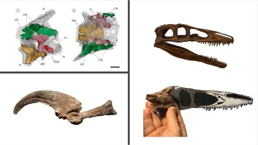 Megaraptor: se reveló por primera vez el cerebro de uno de los dinosaurios más enigmáticos de la Patagonia  