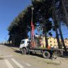 Imagen de El apeo de árboles en Bariloche se trasladó a la transitada calle Beschtedt