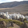 Imagen de Chivos, corderos, vacas y caballos, el mix del campo Doña Elsa en Espinazo del Zorro, en pleno corazón de Neuquén