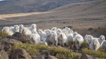 Imagen de Chivos, corderos, vacas y caballos, el mix del campo Doña Elsa en Espinazo del Zorro, en pleno corazón de Neuquén