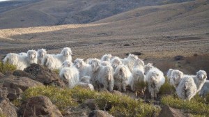 Chivos, corderos, vacas y caballos, el mix del campo Doña Elsa en Espinazo del Zorro, en pleno corazón de Neuquén