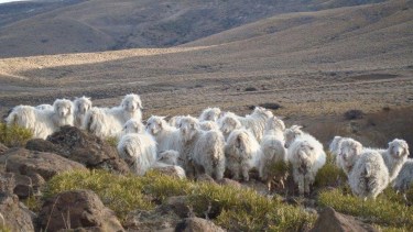 Chivos, corderos, vacas y caballos, el mix del campo Doña Elsa en Espinazo del Zorro, en pleno corazón de Neuquén