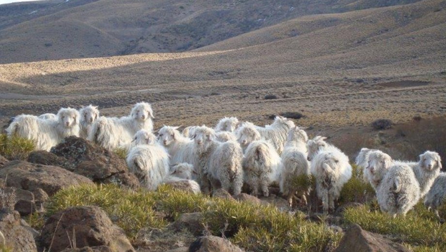 Ganado caprino en estancia Doña Elsa, en Espinazo del Zorro, Neuquén.