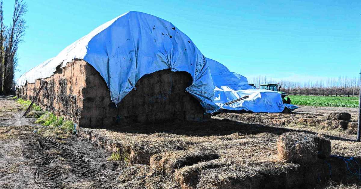 El forraje vuelve a ser clave en los valles de Río Negro ante el crecimiento ganadero