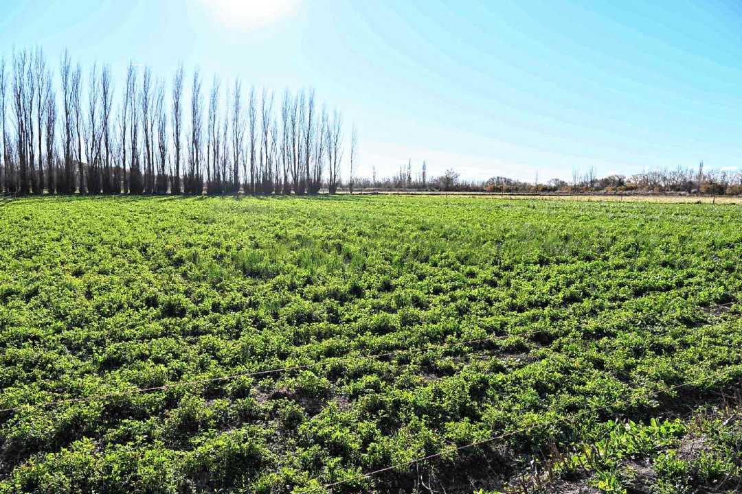 De la horticultura a la ganader&iacute;a: el modelo que rompe r&eacute;cords