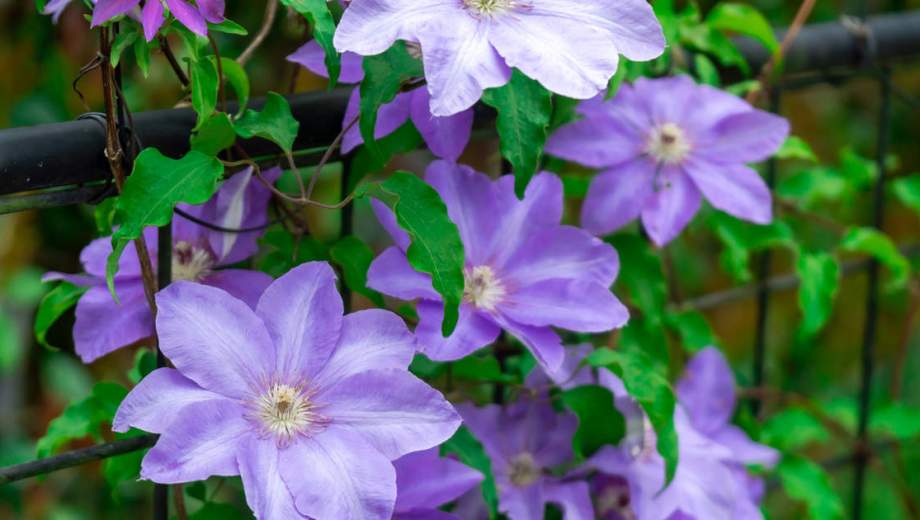 Mientras las flores disfrutan del sol, las raíces prefieren mantenerse protegidas del calor.