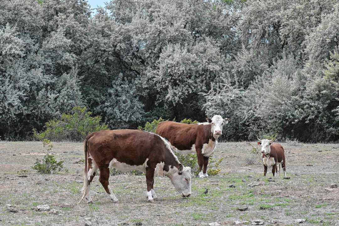 La tasa de destete puede ser buena, pero hay que ver con qué peso promedio se destetaron los terneros.
