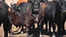 Imagen de Ganadería: cómo evaluar cada evento de un rodeo de cría y por qué es importante medir los resultados
