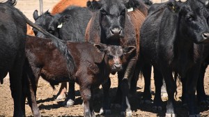 Ganadería: cómo evaluar cada evento de un rodeo de cría y por qué es importante medir los resultados