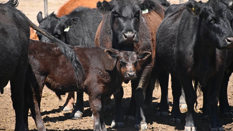 La eficiencia reproductiva en ganadería se calcula en base al porcentaje de terneros destetados sobre las vacas entoradas. Foto: Florencia Salto.
