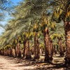 Imagen de Los agrónomos no dan crédito: la fruta más dulce de todas sale de una palmera y la mayor plantación del mundo está en el desierto del Sahara
