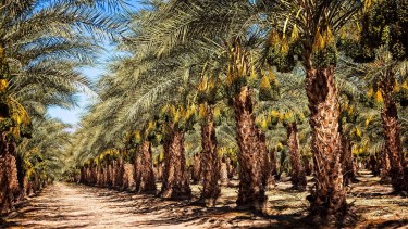 Es la fruta más dulce del mundo, sale de una palmera y tiene su mayor plantación en el desierto del Sahara