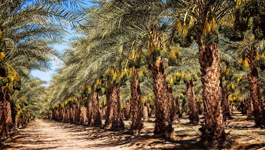 Plantación de palmeras datileras en el desierto.