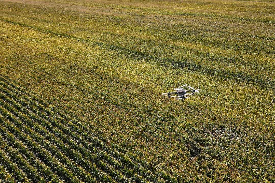Dron sobrevolando las parcelas con maíz en Río Negro, correspondientes al ensayo realizado en la campaña 2025-2026.