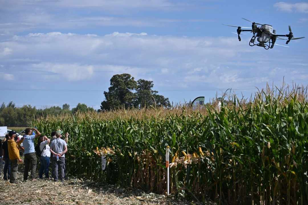 El ensayo tuvo lugar en una chacra de Esperanza SRL, empresa del Alto Valle del río Negro. El establecimiento tiene una larga historia de diversificación productiva.