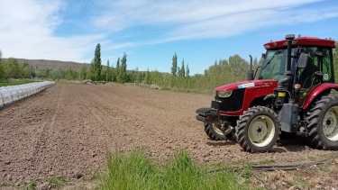 El cultivo que desafió las bajas temperaturas de Finlandia y Rusia, y ahora puede ser de gran ayuda para la ganadería ovina de la Patagonia