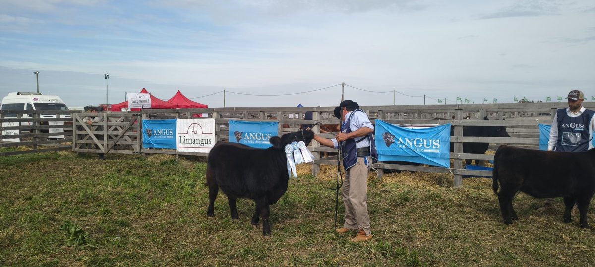 Agroactiva 2026 | Entre todas las razas de la muestra ganadera, Angus volvió a sobresalir por la cantidad y la calidad de los ejemplares presentados por las cabañas de la región.