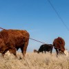 Imagen de "De sufrir déficits recurrentes a que nos sobrara pasto": un ganadero "duplicó" su campo en la puerta de entrada a la Patagonia