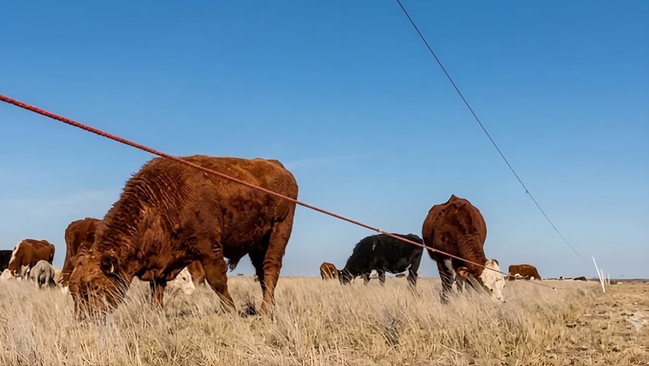 Ganadería en la Patagonia: la tecnología para duplicar la carga animal en la zona semiárida funciona. Foto: Contenidos CREA.