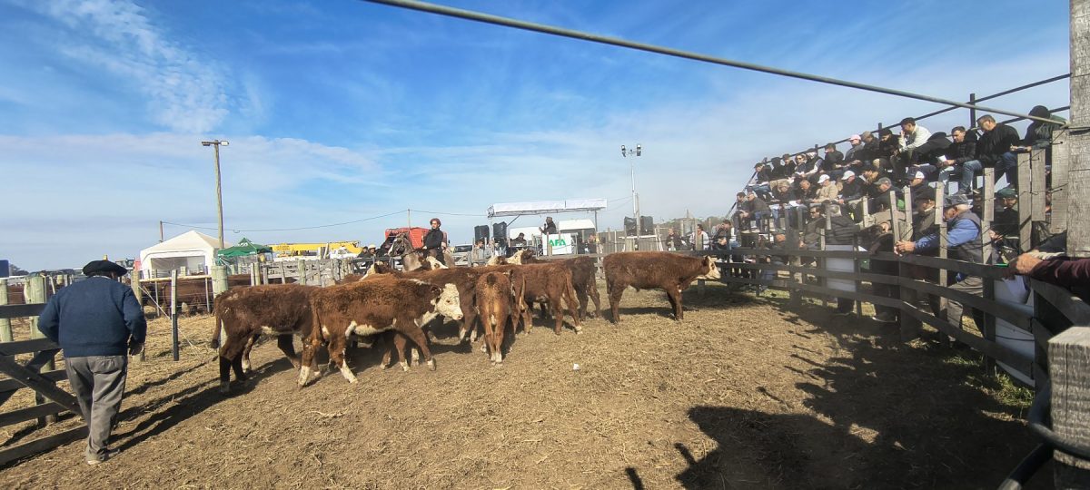 Los remates de Agricultores Federados Argentinos (AFA) estuvieron entre las actividades más convocantes de Agroactiva 2026.