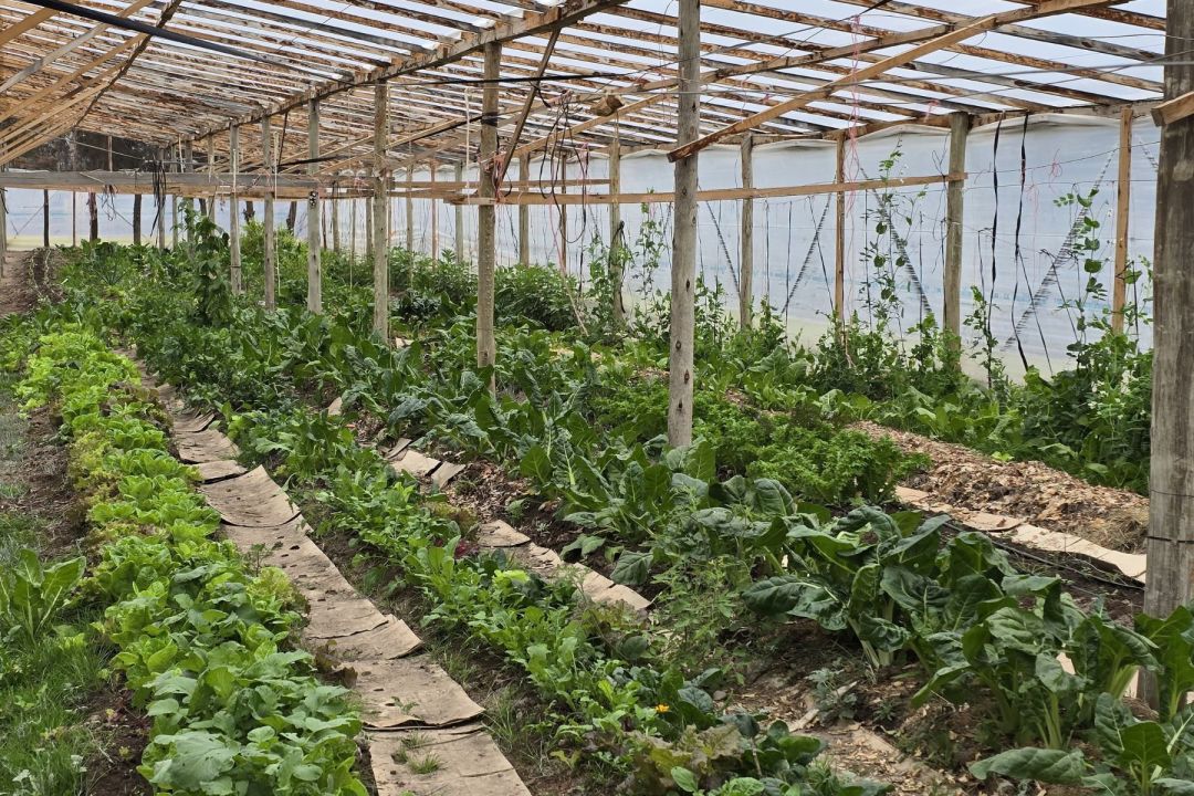 En el invernadero se cultivan lechugas, acelgas, rúcula, espinaca y otras hortalizas de estación. Foto: gentileza.
