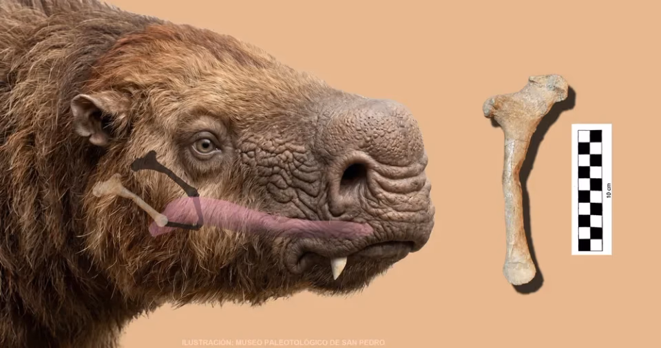 Imagen de Inédito: hallan el primer hueso ‘hioides’ de un perezoso gigante en Argentina