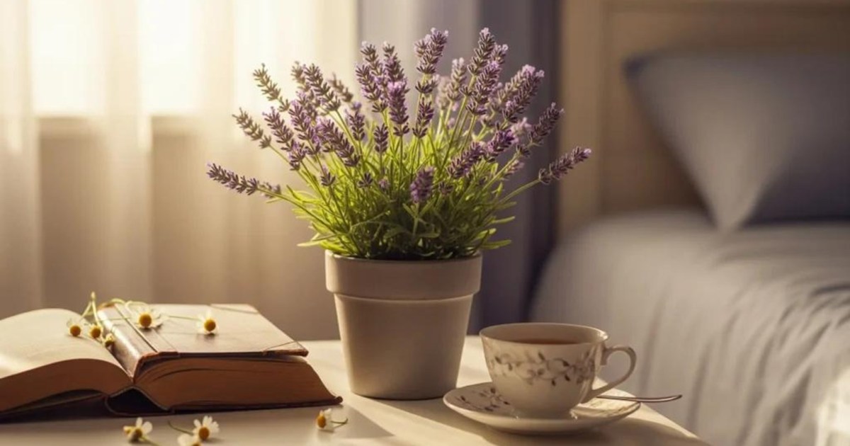 La lavanda: la planta que transforma espacios y promueve el bienestar