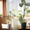 Imagen de Plantas en invierno: el error de ubicarlas junto a una ventana que puede dañarlas