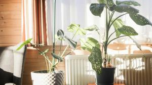 Plantas en invierno: el error de ubicarlas junto a una ventana que puede dañarlas