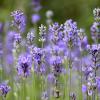 Imagen de Las 4 variedades de lavanda que podés plantar en casa y cómo diferenciarlas