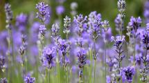 Imagen de Las 4 variedades de lavanda que podés plantar en casa y cómo diferenciarlas