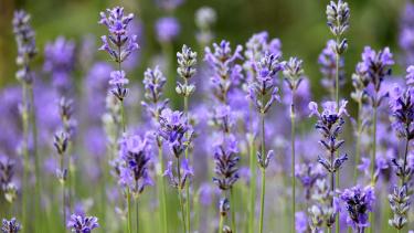 Las 4 variedades de lavanda que podés plantar en casa y cómo diferenciarlas